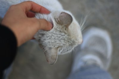 Katzenleben: 5 Schlüssel für die Gesundheit Ihrer Fellnase