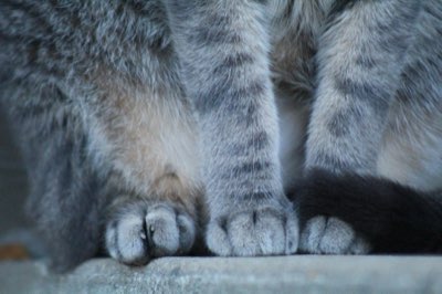 Cat Health Guide: 5 Keys to Feline Well-being and Care
