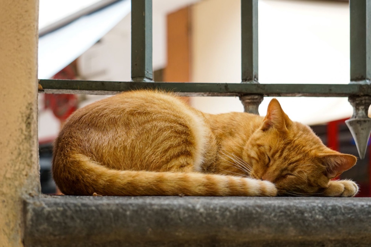 Cat sleeping on windowsill