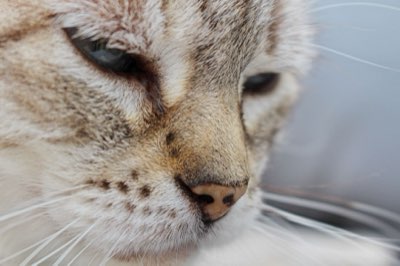 Gato: 5 claves para el bienestar felino y su cuidado experto