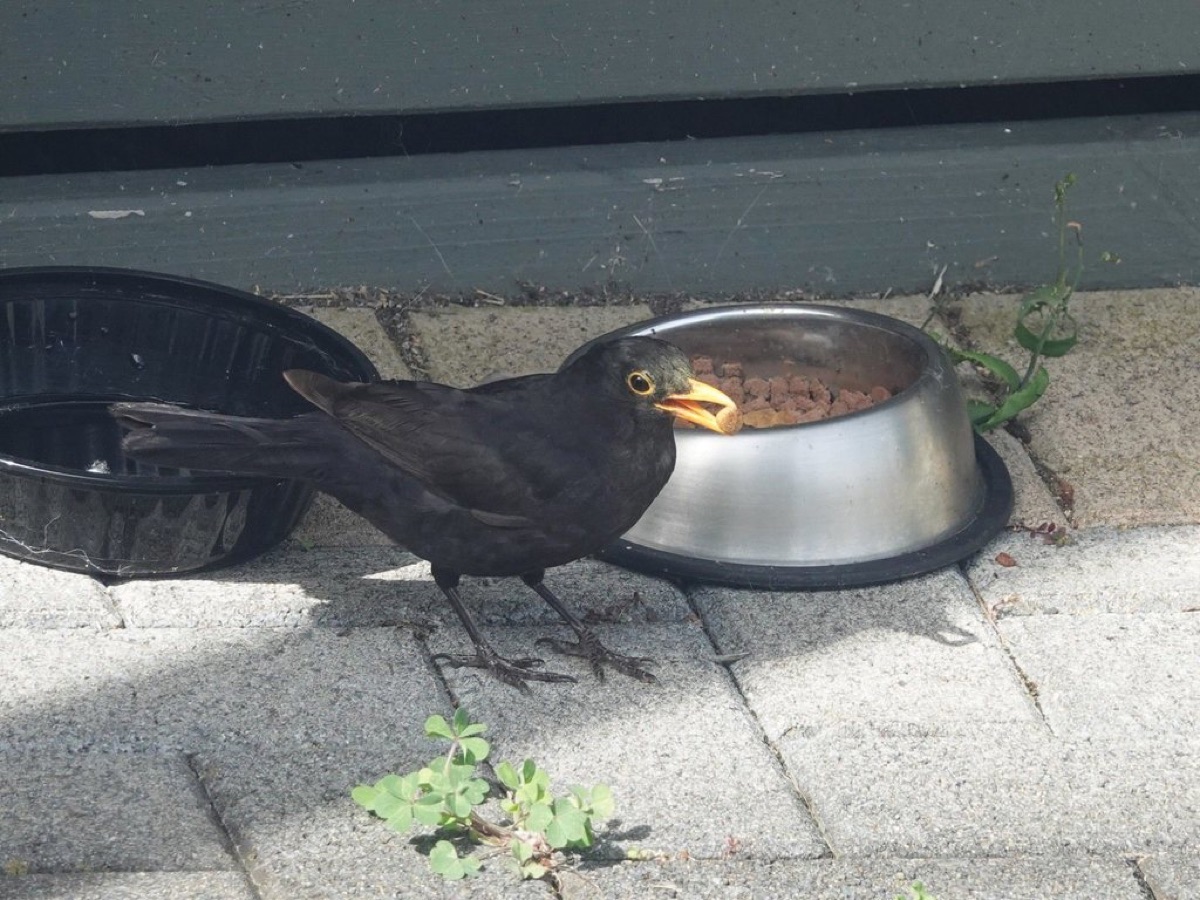 gato con tazón de comida