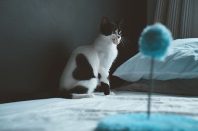 Santé féline : 5 clés pour le bien-être de votre compagnon chat