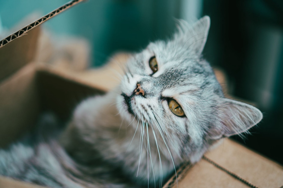 chat avec caisson et bassin