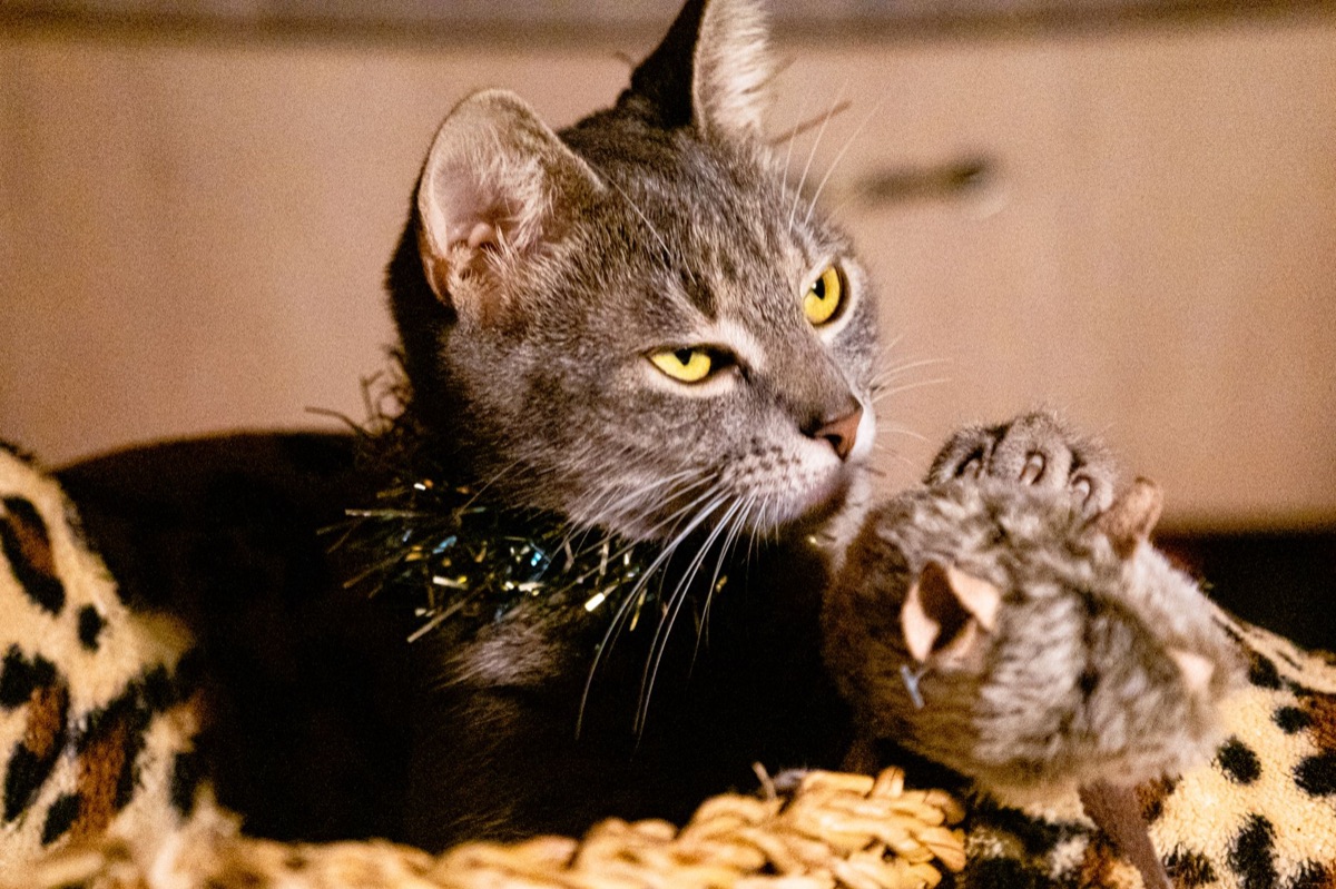chat avec jouets et bassin à nourriture