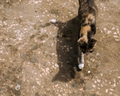 Gatto sano: gestisci l'ambiente e i bisogni con questi 5 punti