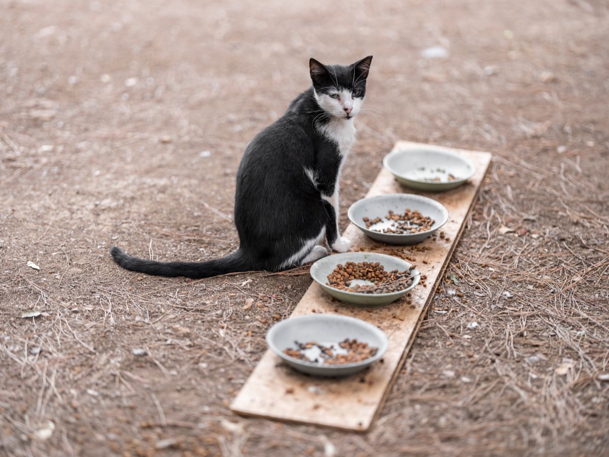 清潔な猫の食器