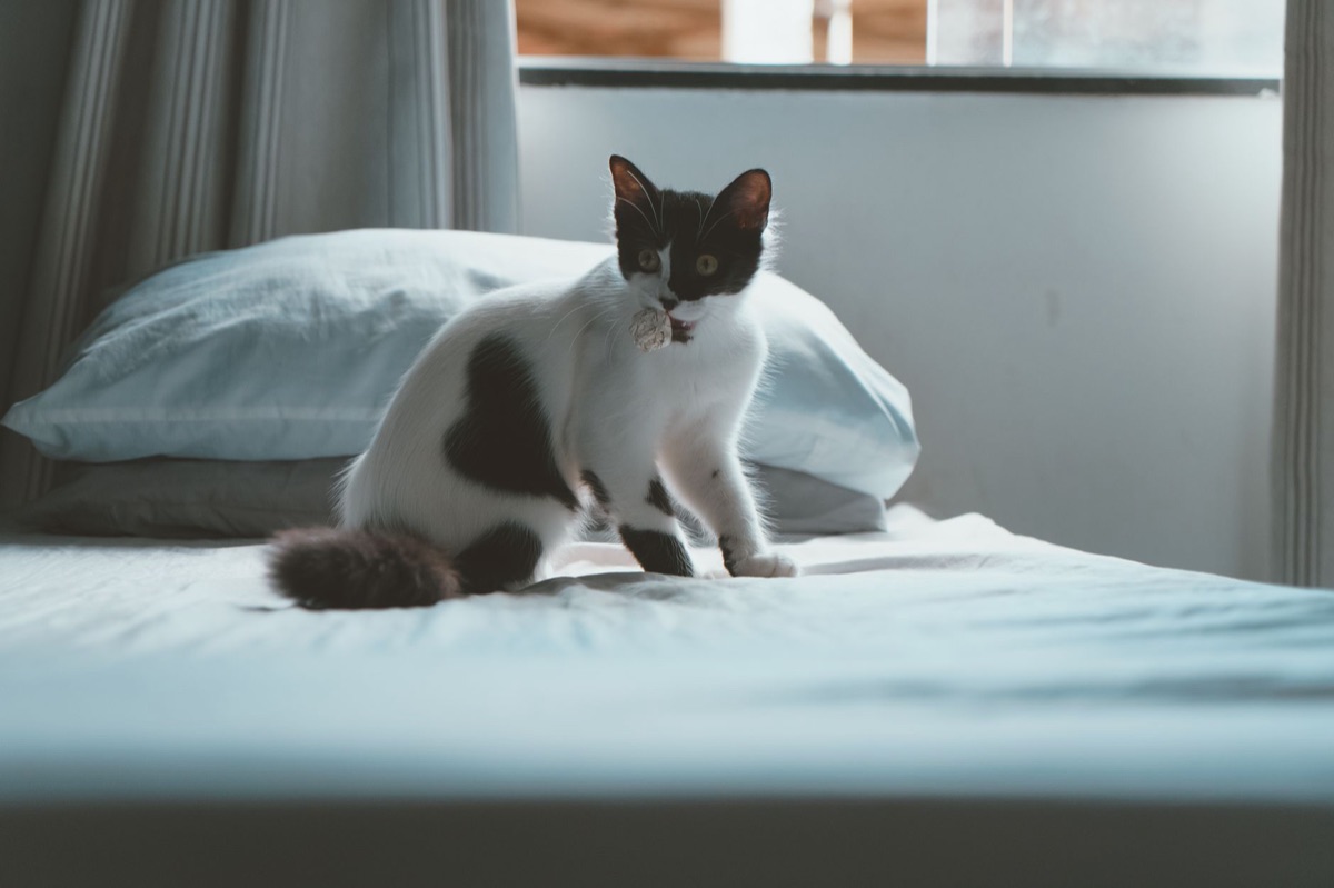 고양이 수면소