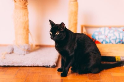 Kattengezondheid: 5 Sleutels voor Welzijn en Verzorging nu