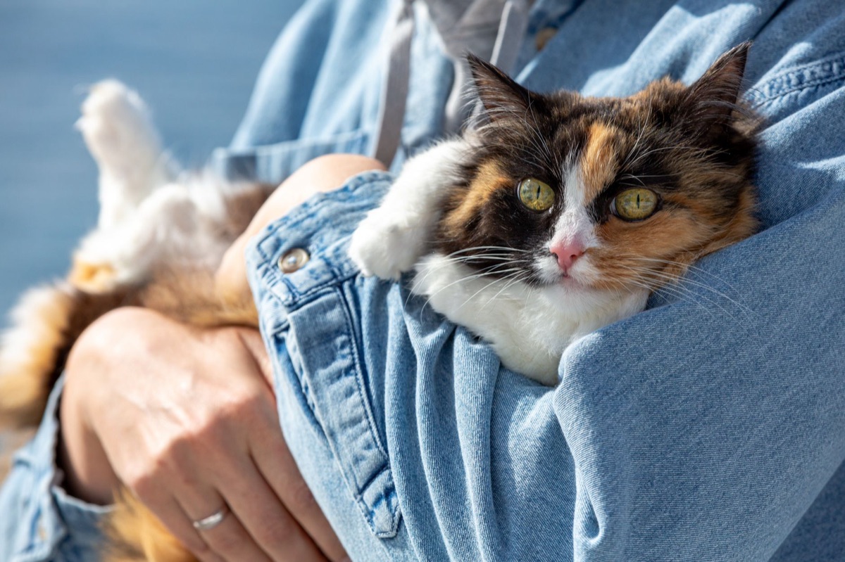katten met mens met troostgereed
