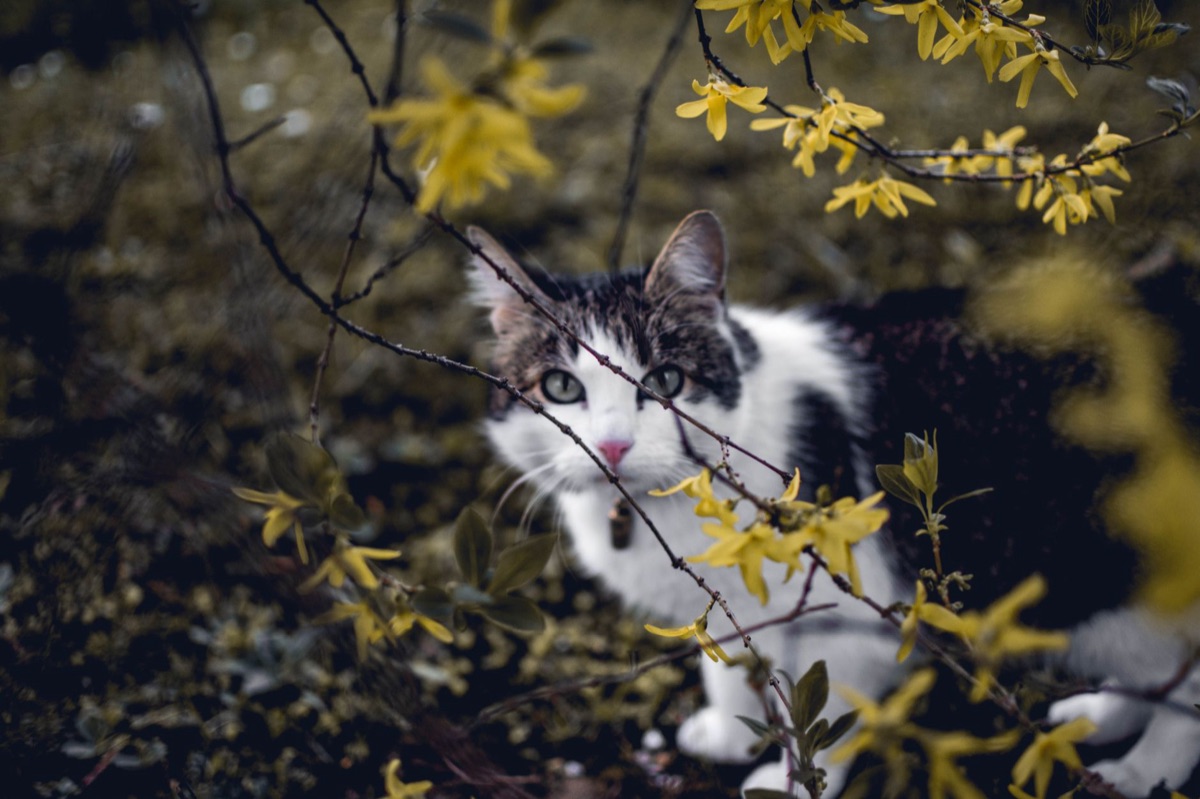 katten in buitenomgeving