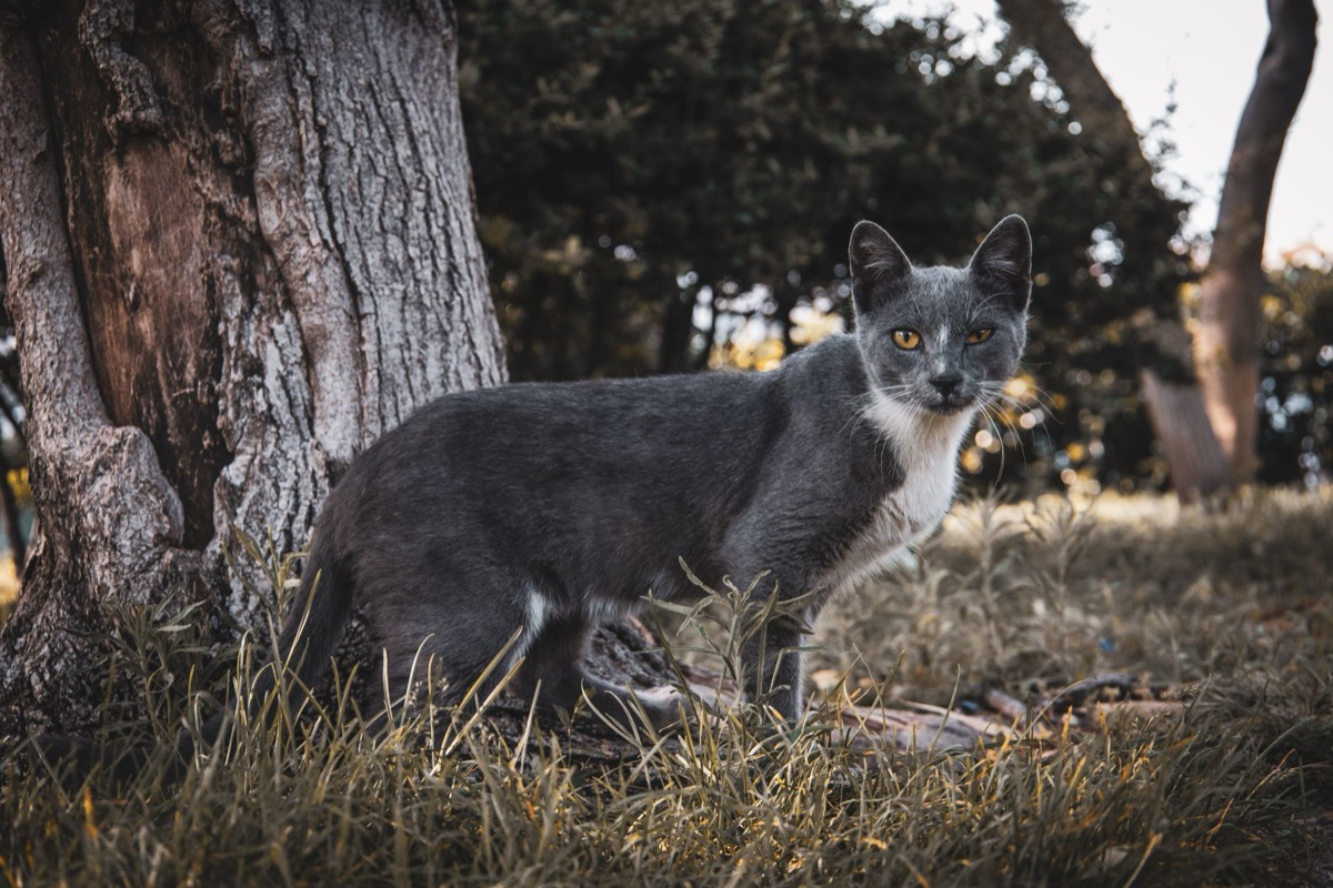 gato em ambiente externo