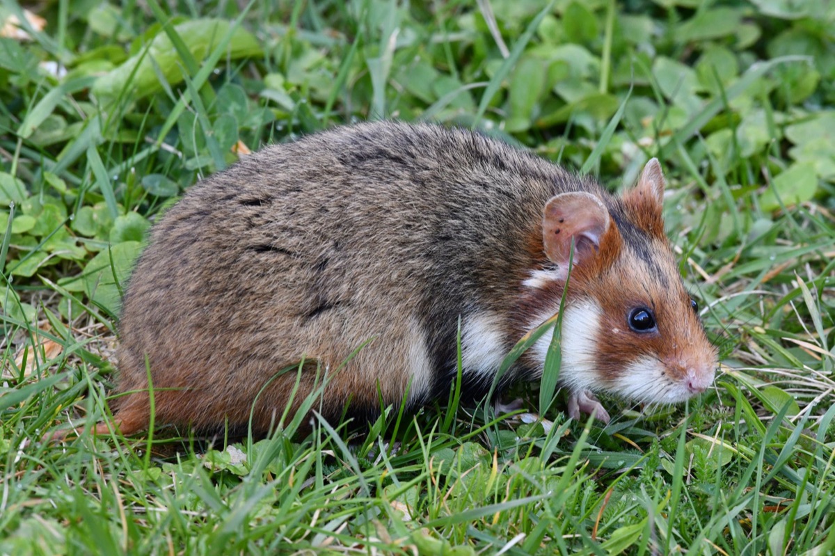 Hamsterkäfig mit Laufrad und Versteckmöglichkeiten