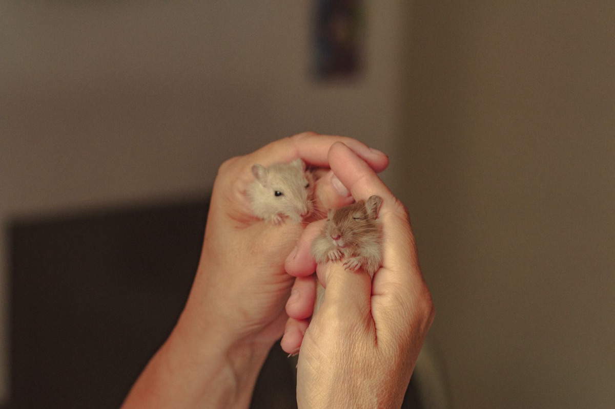 Verschiedene Arten von Hamster-Einstreu