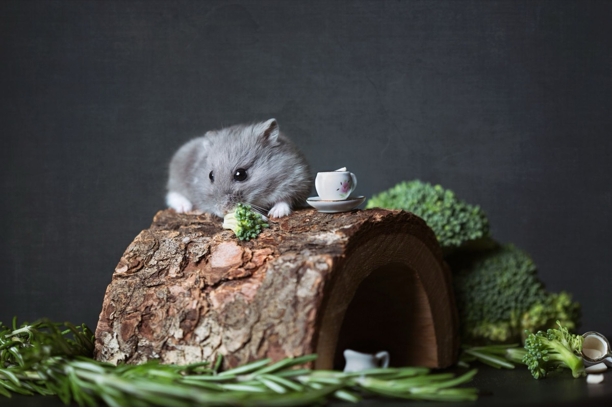 Essential hamster supplies including a running wheel and wooden hideout