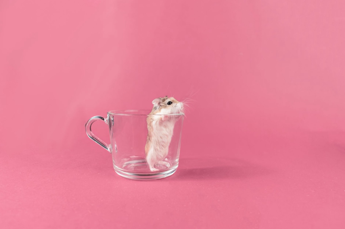 Top-down view of a spacious glass hamster enclosure