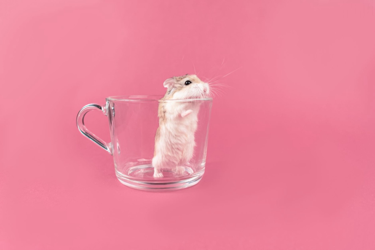 Une petite maison en bois pour hamster dans un environnement naturel.