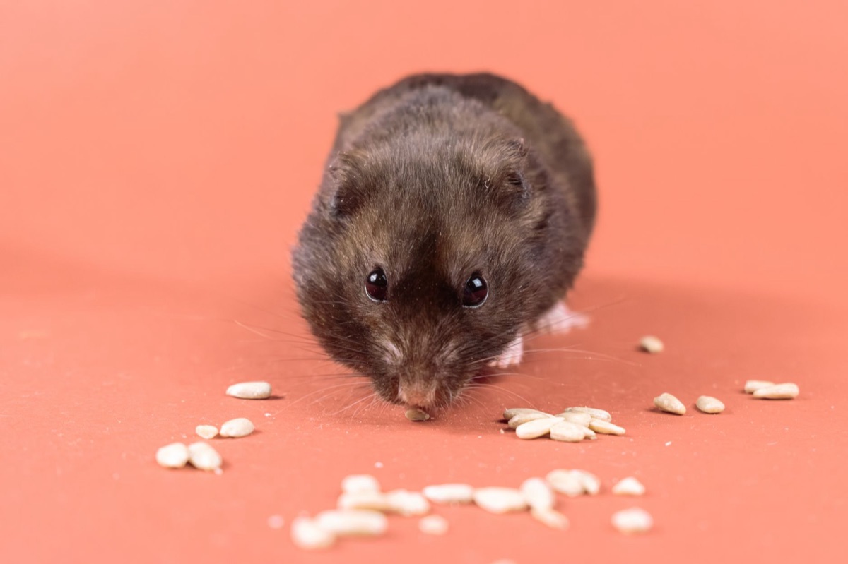 Diferentes espécies de hamsters pequenos em um ambiente seguro.