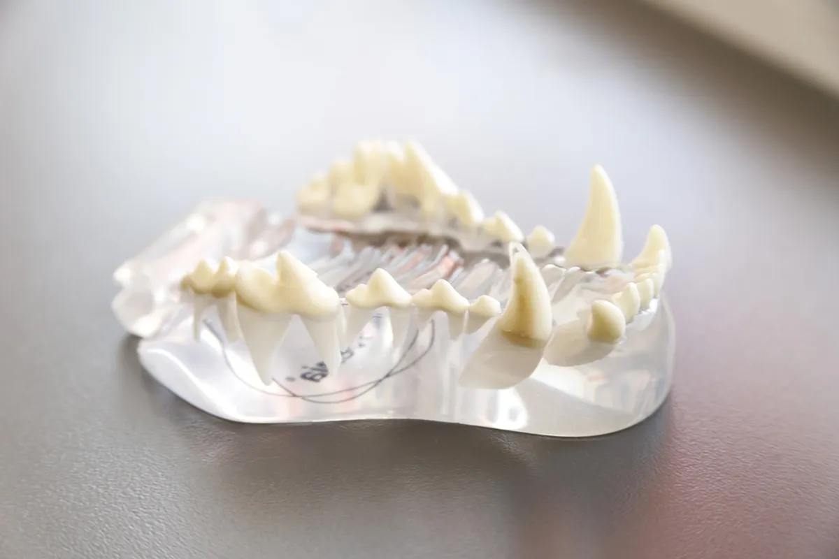 tooth model, grazing, animals, pets, veterinary, nature, pet, veterinarians, animal, dog, canine, medical, doctor, health, vet, care, clinic