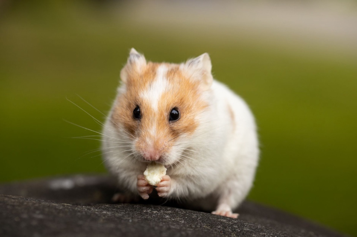Different hamster species with varied diets