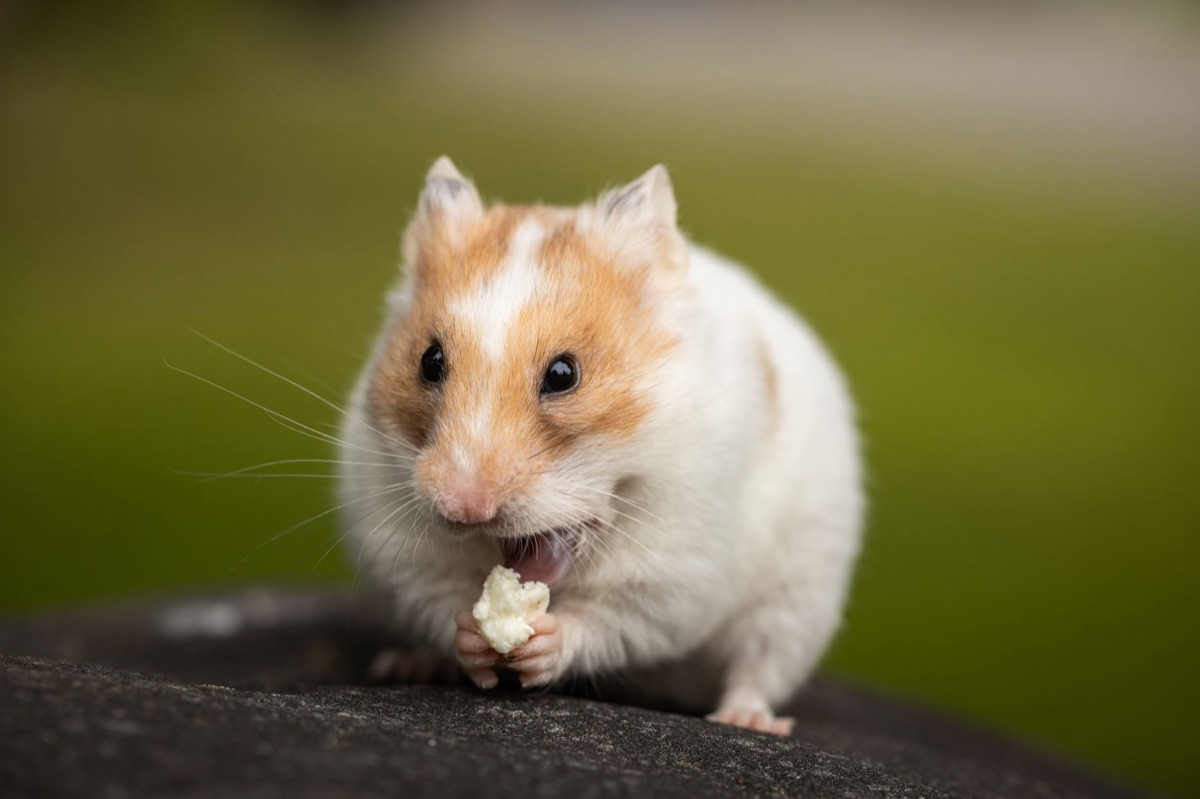 Hamster with variety of pet treats