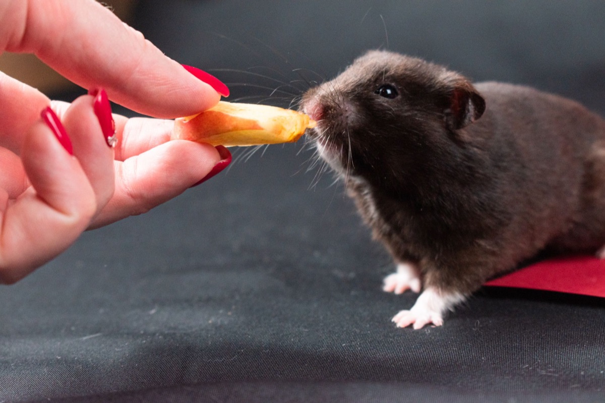 Diferentes razas de hamster con dietas variadas