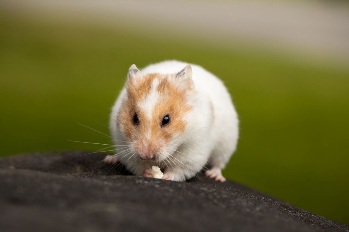 varie tipologie di alimenti per hamster