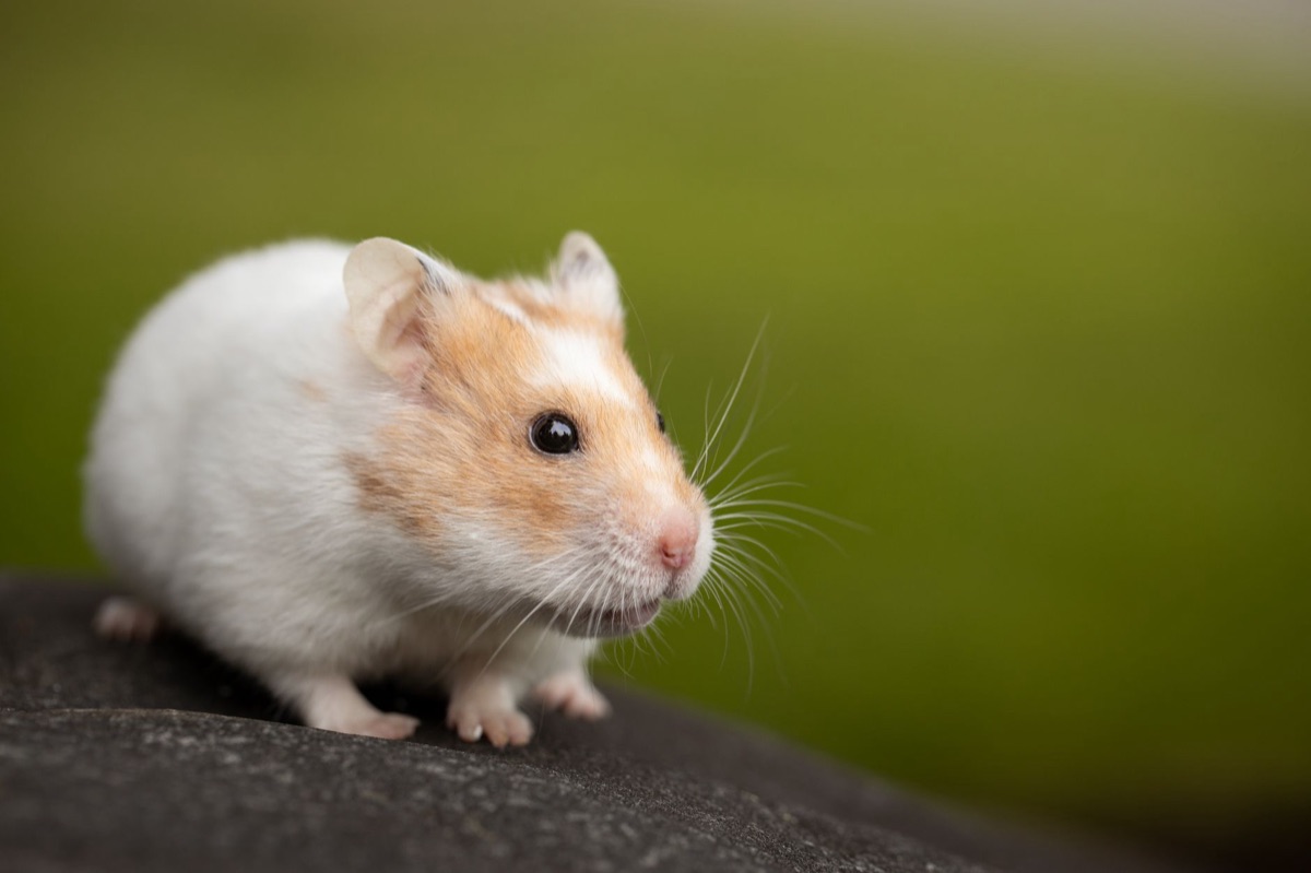 Hamster with variety of pet treats and snacks