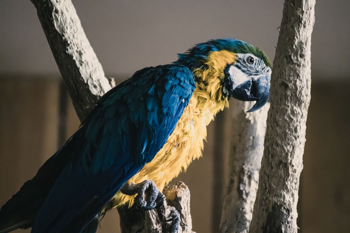 A vibrant parrot sitting calmly on a natural wooden branch.