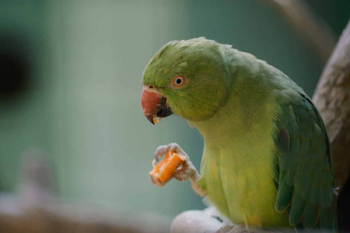 A bird interacting with foraging toys inside a clean cage environment.