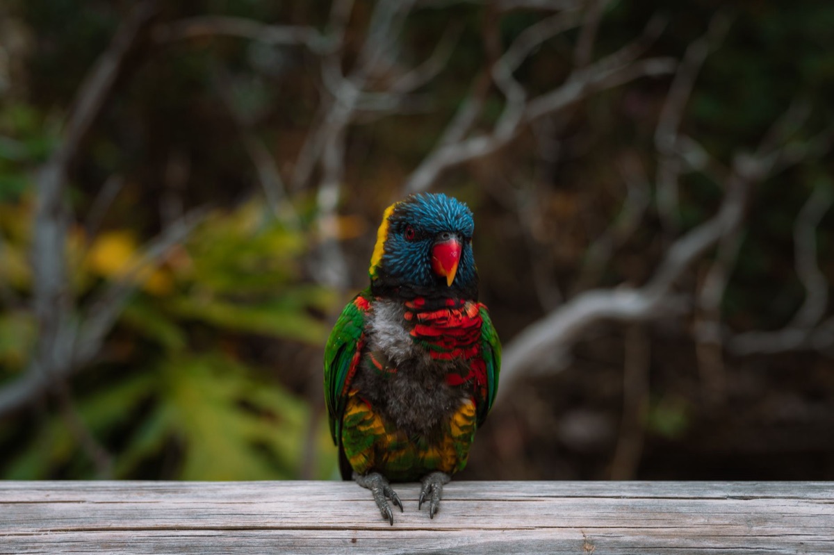 Loro colorido posado en una rama de madera