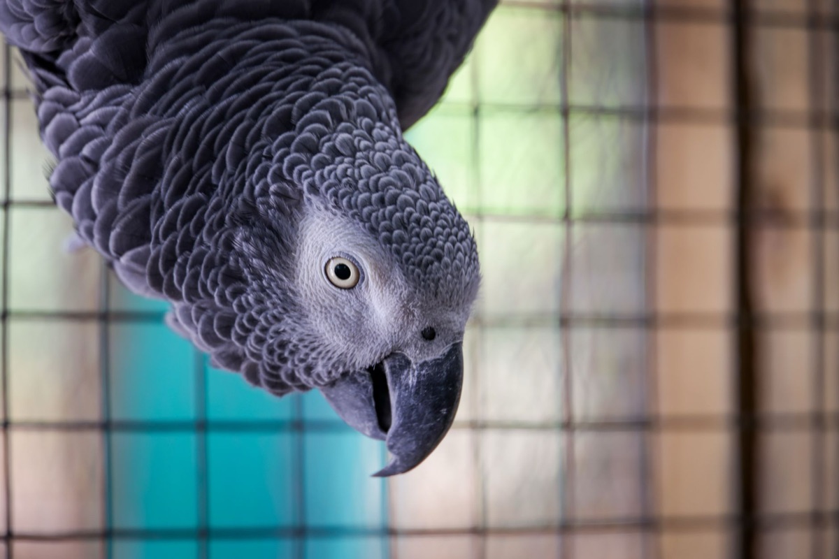 Juguetes y accesorios para el bienestar de aves