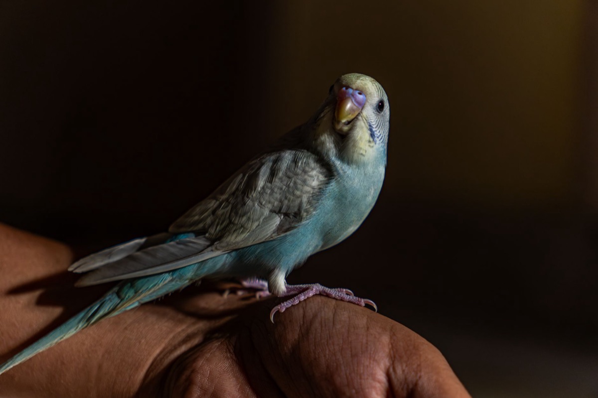 Une main tenant doucement un oiseau pour apprendre la confiance et le contact physique.
