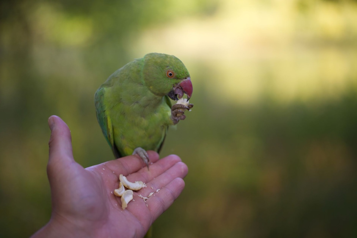 Contatto visivo e interazione delicata tra un proprietario e un pappagallo per creare un legame.