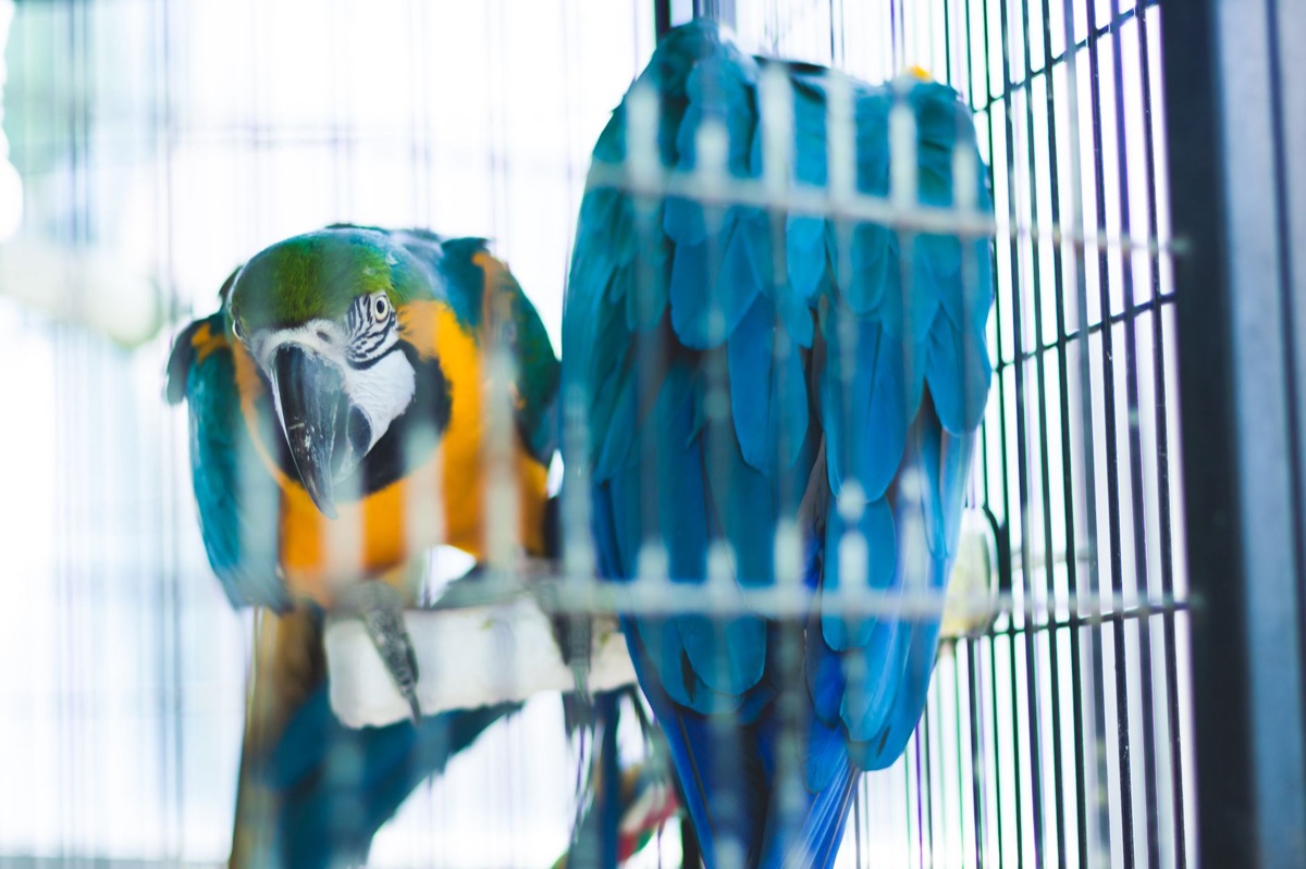 Speelgoed en accessoires in een vogelkooi voor sociale stimulatie.