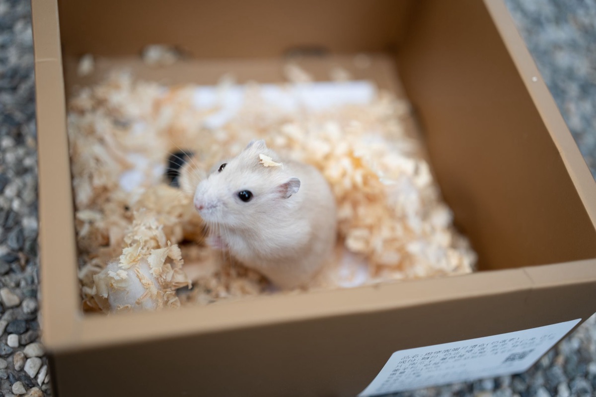 A small hamster exploring a natural wood running wheel in a cage.