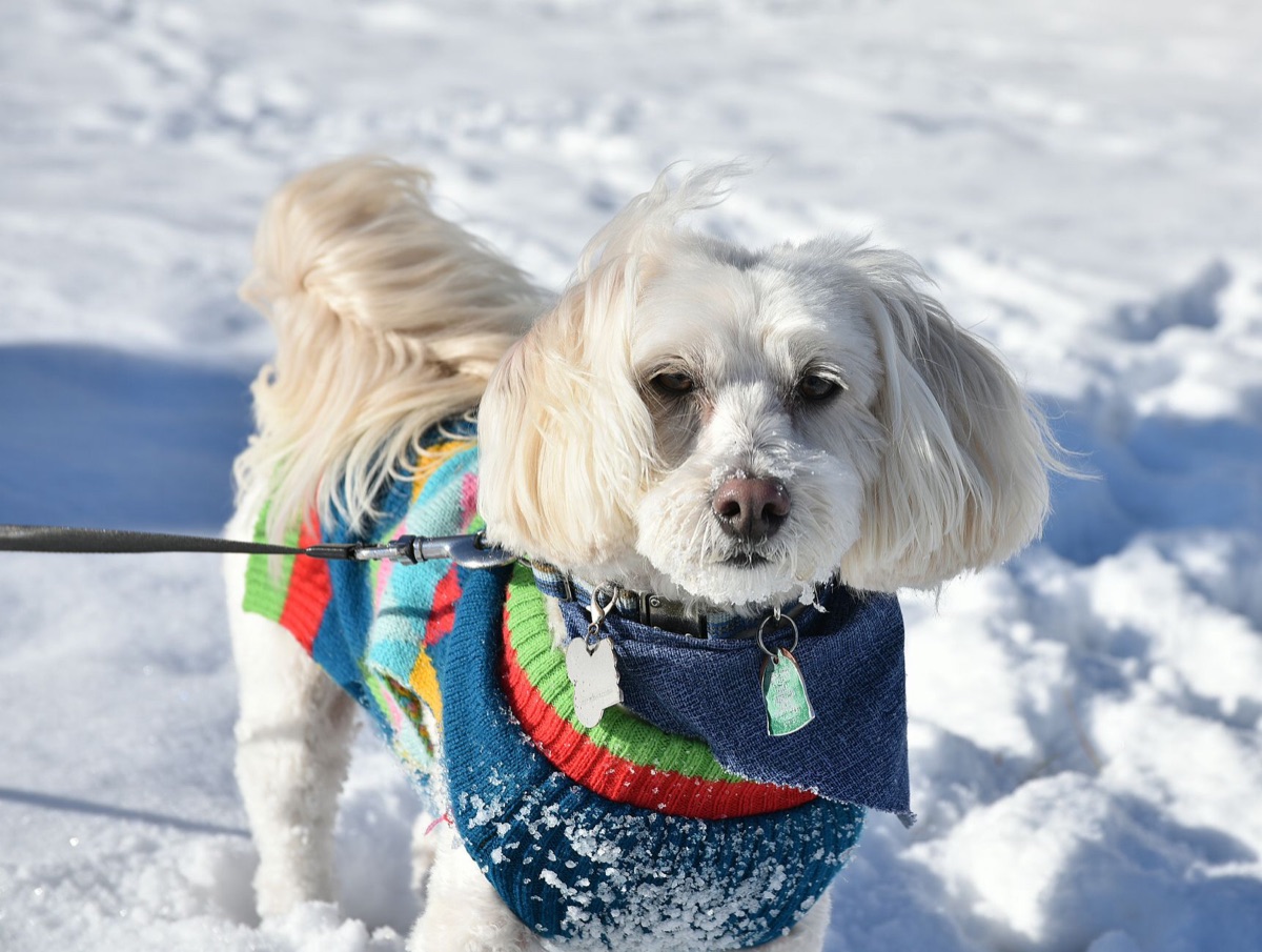 Petit chien portant un pull en polaire pour le froid hivernal.