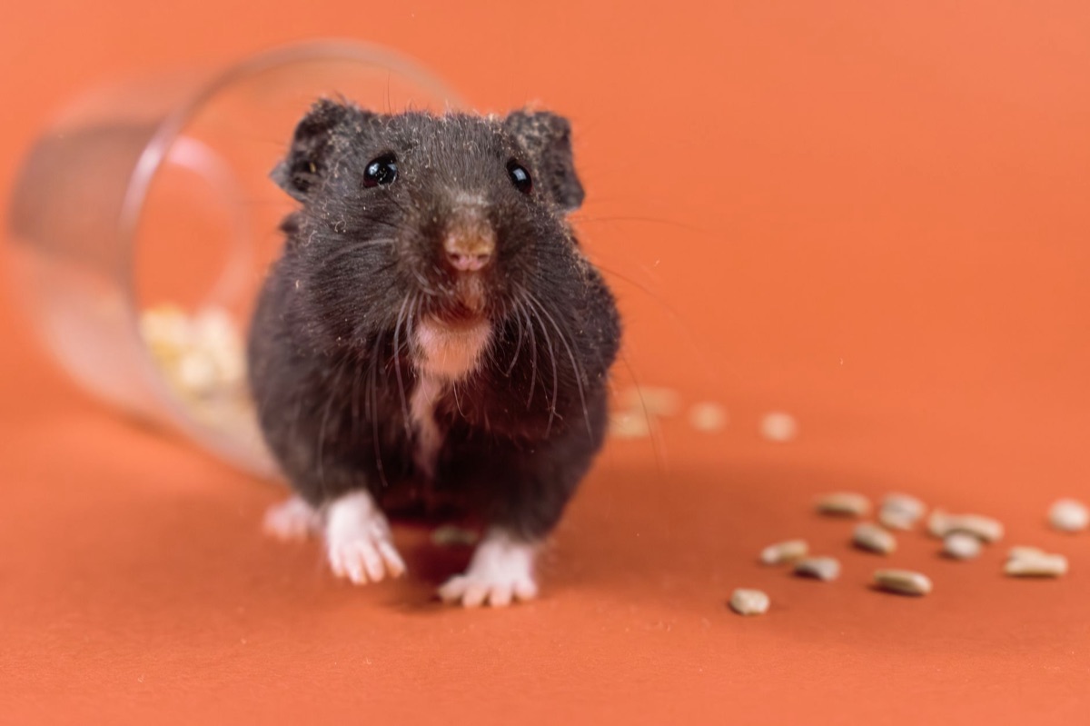 criceto in una gabbia domestica confortevole