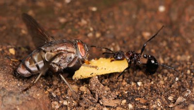 Kleine huisdieren: 4 tips voor gezondheid in elk seizoen