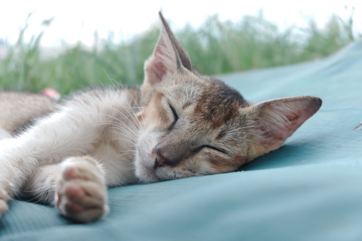 Katze knetet Decke