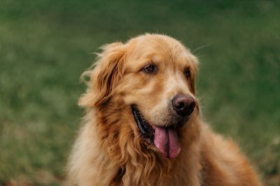 3 AM Pacing? Learn Your Pet's Triggers vs. Simple Quirks