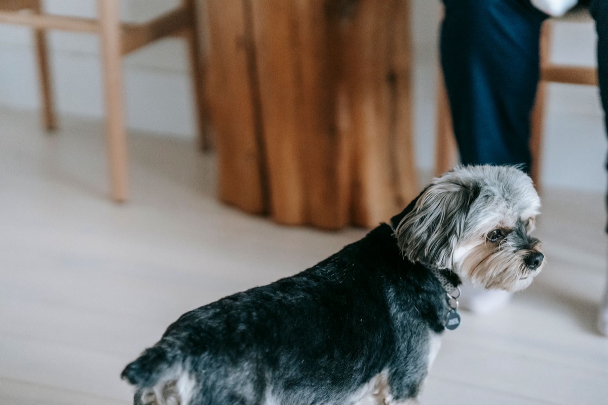 Dog paying attention
