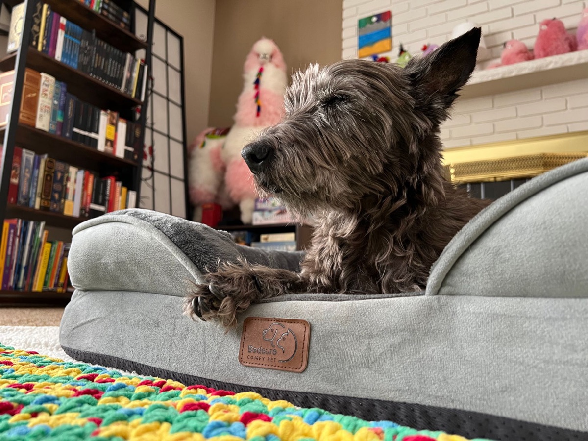 Chien mâchant le tapis