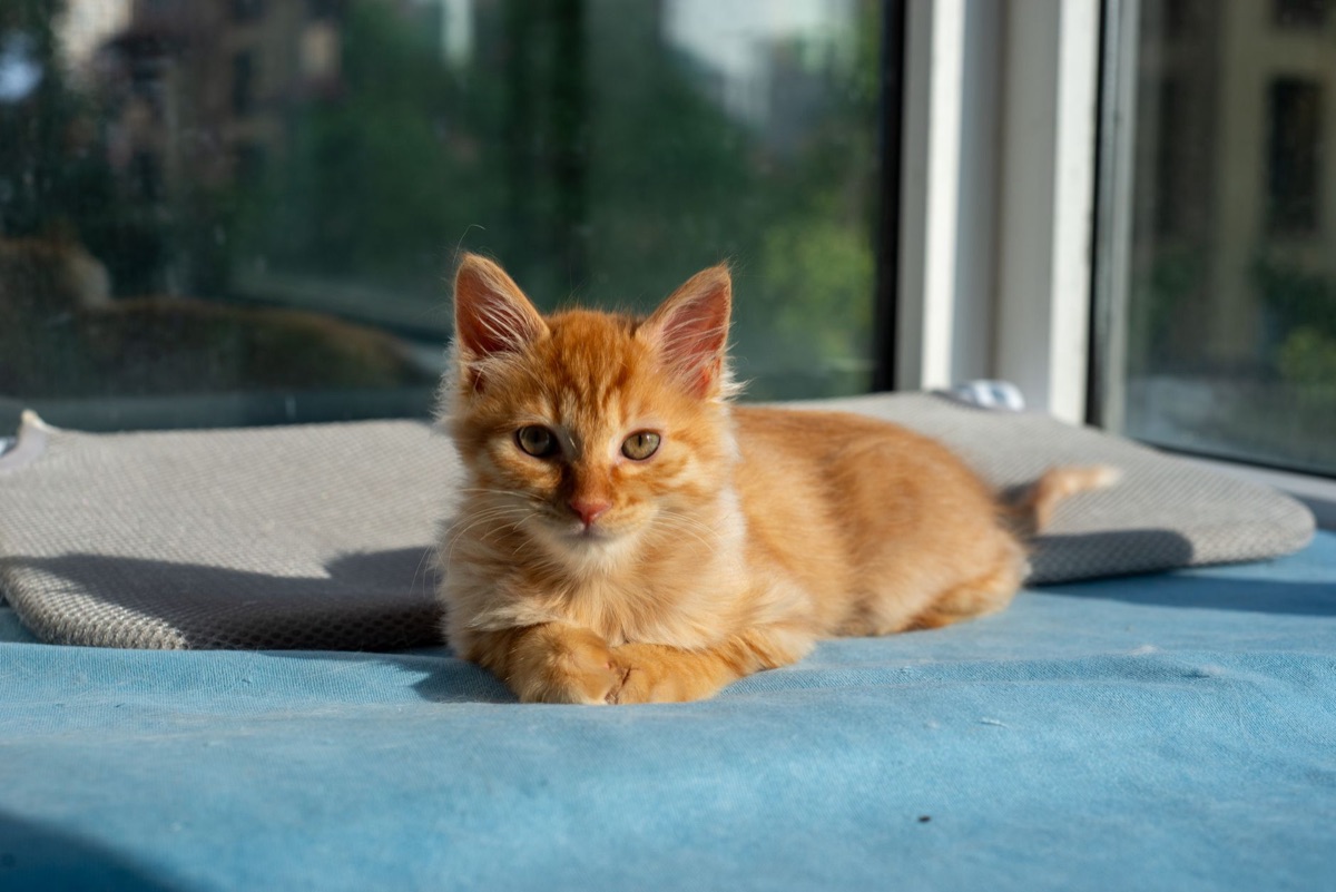 Chat roulant sur une couverture
