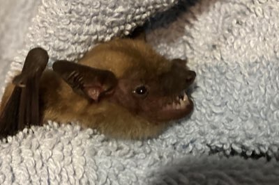動物のサインを見逃さない、身体言語の翻訳術とは完全ガイド