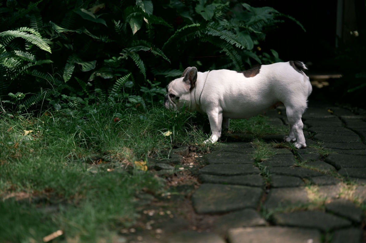 部屋の隅を嗅ぐ犬