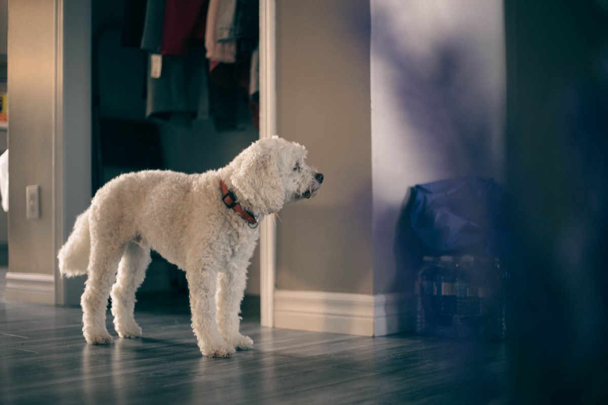 Hond die rondloopt in huis