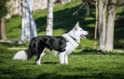 Comportamento Pet: Leituras Profundas para o Bem-Estar Animal