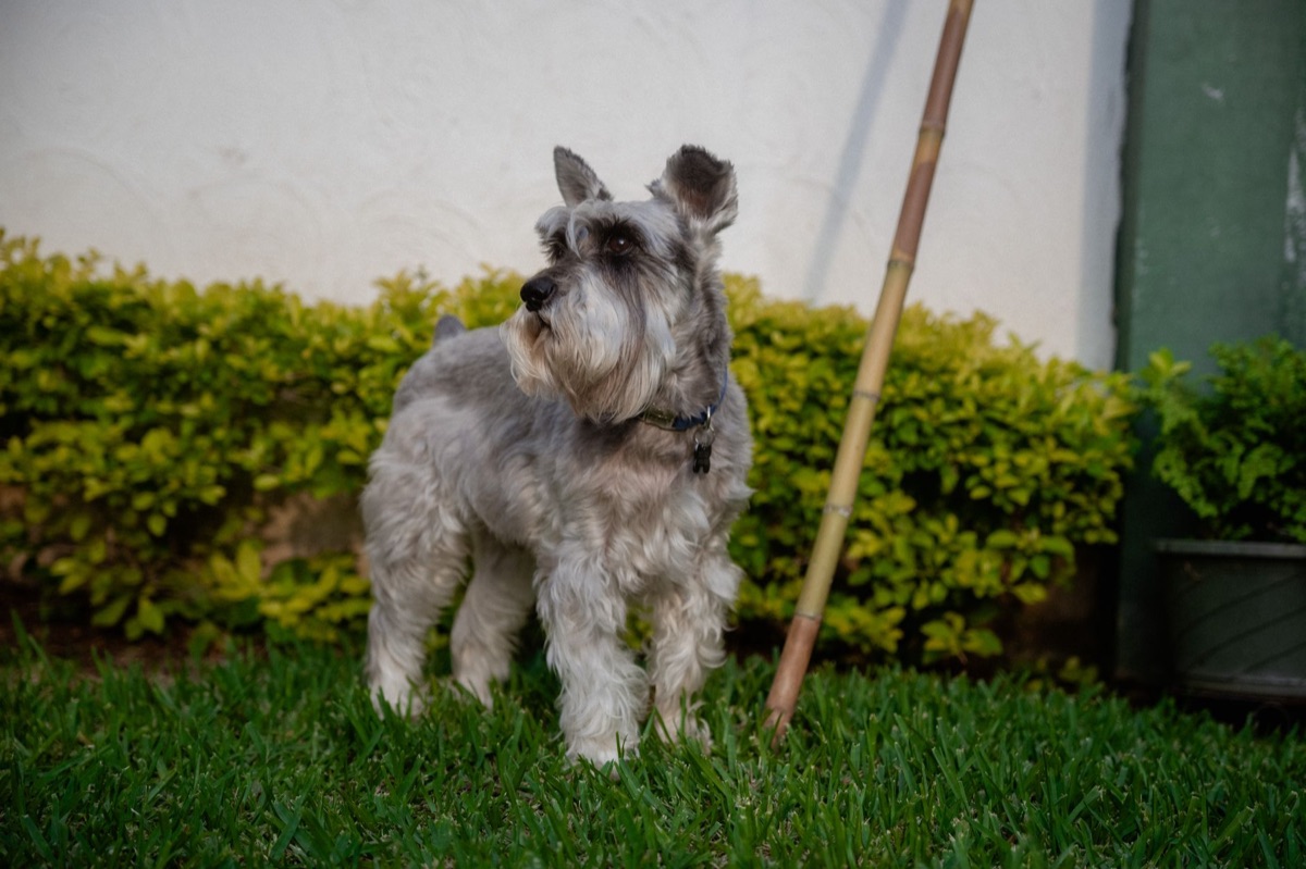 Cachorro pequeno latindo para a porta