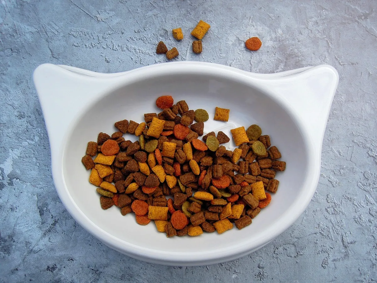 cat, food, pet food, pet, cat food, dry food, animal, bowl, white, color