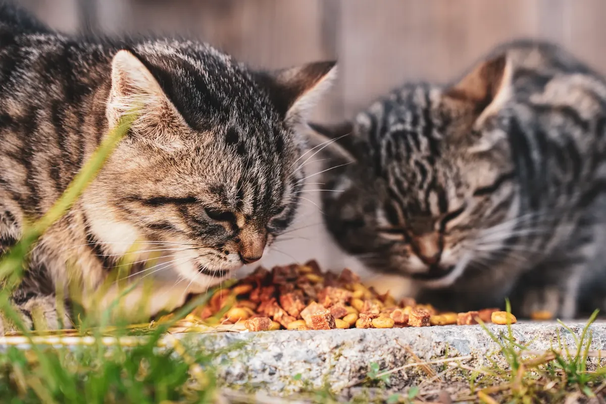 Adorable tabby cats feasting on dry food in an outdoor setting, showcasing pet life and feline companionship.